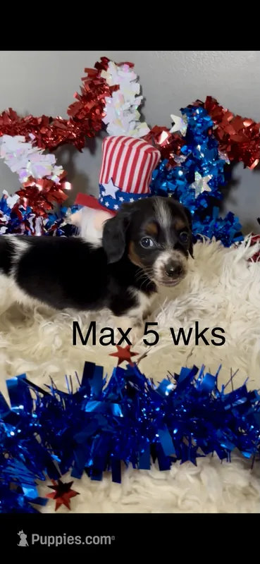 Max – Miniature Dachshund puppy for sale in Brookhaven, MS