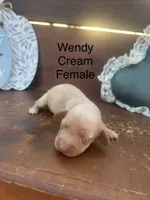 Wendy, a female Miniature Dachshund for sale in Brookhaven, MS – 1 of 1