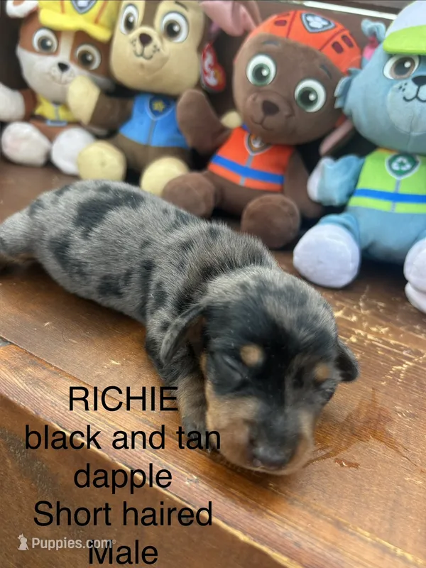Richie – Miniature Dachshund puppy for sale in Brookhaven, MS