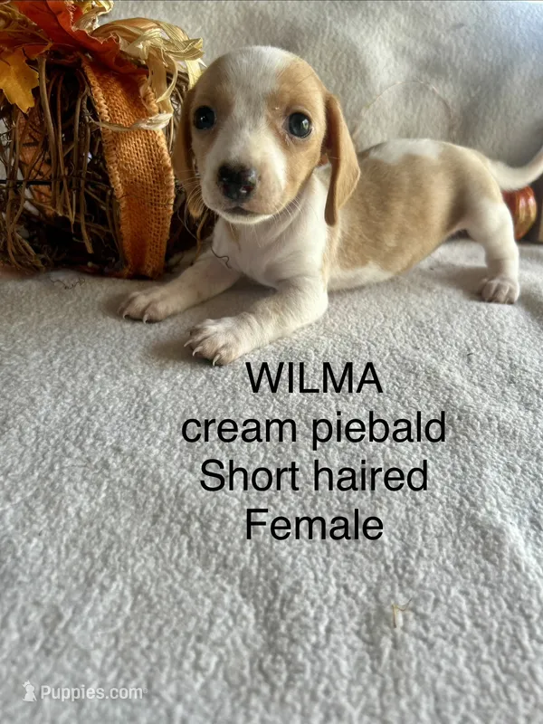 Wilma – Miniature Dachshund puppy for sale in Brookhaven, MS