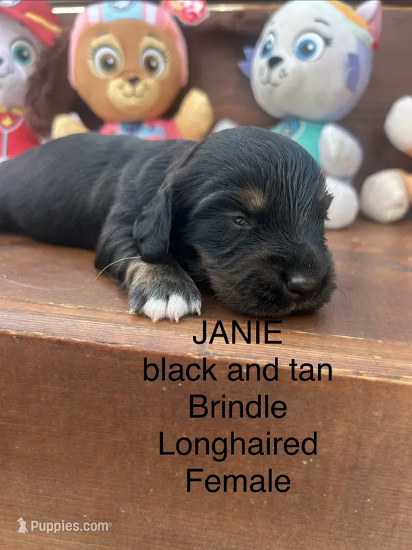 Janie – Miniature Dachshund puppy for sale in Brookhaven, MS