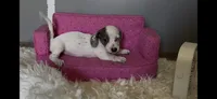 Honey, a female Miniature Dachshund for sale in Brookhaven, MS – 10 of 10