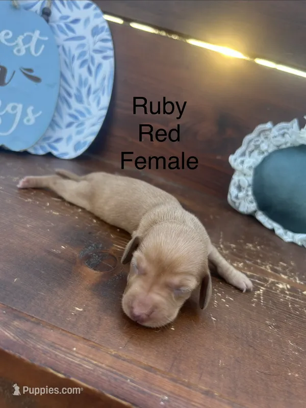 Ruby – Miniature Dachshund puppy for sale in Brookhaven, MS