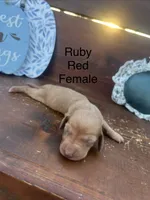 Ruby, a female Miniature Dachshund for sale in Brookhaven, MS – 1 of 1