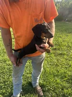 Dixie, a female Miniature Dachshund for sale in Brookhaven, MS – 2 of 2