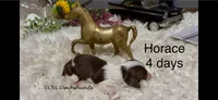 Horace, a male Miniature Dachshund for sale in Brookhaven, MS – 6 of 7