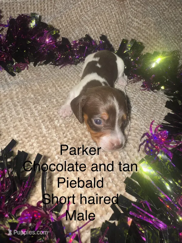 Parker – Miniature Dachshund puppy for sale in Brookhaven, MS
