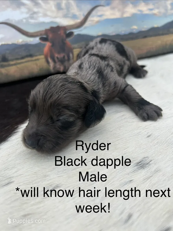 Ryder – Miniature Dachshund puppy for sale in Brookhaven, MS