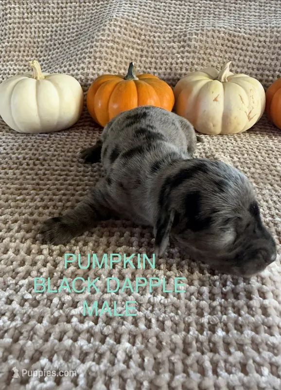 Pumpkin – Miniature Dachshund puppy for sale in Brookhaven, MS