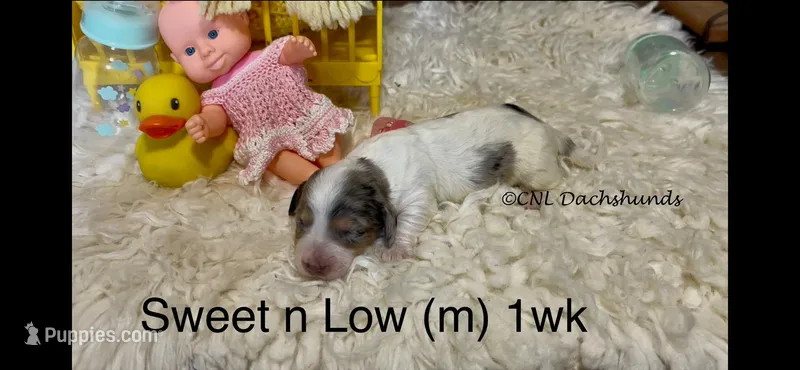 Sweet N Low – Miniature Dachshund puppy for sale in Brookhaven, MS