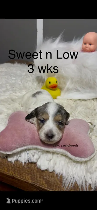 Sweet N Low – Miniature Dachshund puppy for sale in Brookhaven, MS