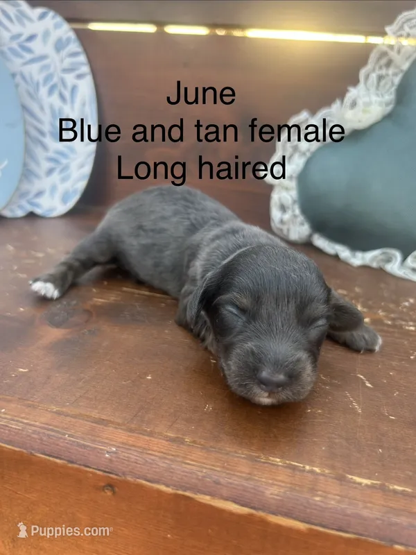 June – Miniature Dachshund puppy for sale in Brookhaven, MS