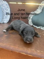 June, a female Miniature Dachshund for sale in Brookhaven, MS – 1 of 1