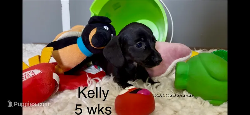 Kelly – Miniature Dachshund puppy for sale in Brookhaven, MS