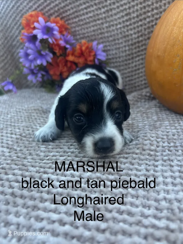 Marshal – Miniature Dachshund puppy for sale in Brookhaven, MS