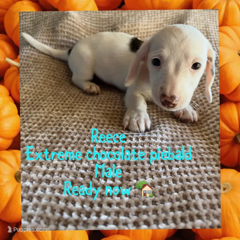 Reece – Miniature Dachshund puppy for sale in Brookhaven, MS