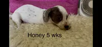 Honey, a female Miniature Dachshund for sale in Brookhaven, MS – 6 of 10