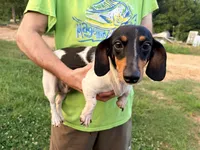 Minnie Pearl, a female Miniature Dachshund for sale in Brookhaven, MS – 1 of 4