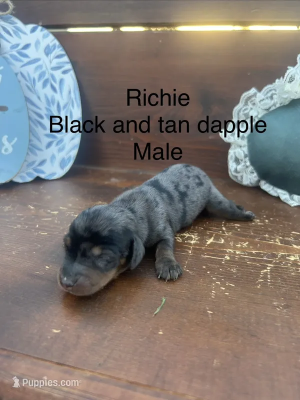 Richie – Miniature Dachshund puppy for sale in Brookhaven, MS