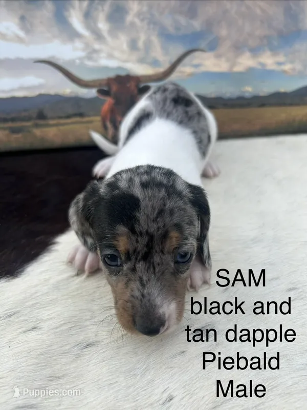 Sam – Miniature Dachshund puppy for sale in Brookhaven, MS