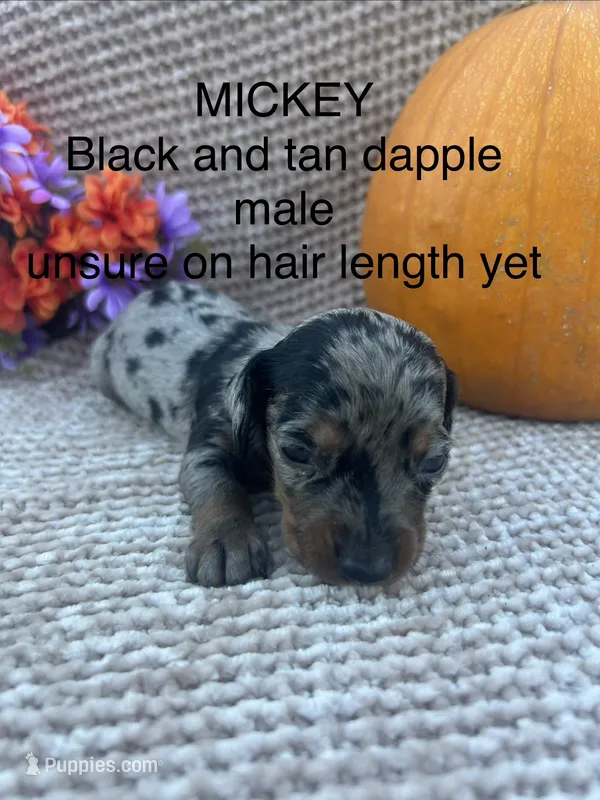 Mickey  – Miniature Dachshund puppy for sale in Brookhaven, MS