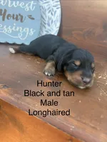 Hunter, a male Miniature Dachshund for sale in Brookhaven, MS – 1 of 1