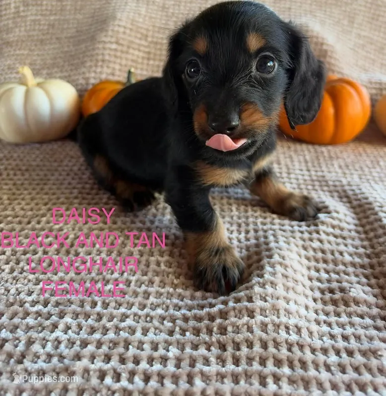 Daisy – Miniature Dachshund puppy for sale in Brookhaven, MS