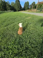 Roxie, a female Australian Shepherd for sale in Reidsville, NC – Photo 4 of 8