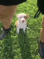 Roxie, a female Australian Shepherd for sale in Reidsville, NC – Photo 2 of 8