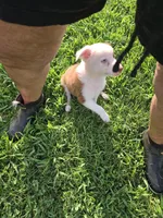 Roxie, a female Australian Shepherd for sale in Reidsville, NC – Photo 7 of 8