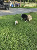 Roxie, a female Australian Shepherd for sale in Reidsville, NC – Photo 6 of 8