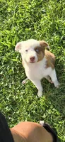 Roxie, a female Australian Shepherd for sale in Reidsville, NC – Photo 3 of 8