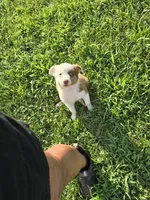 Roxie, a female Australian Shepherd for sale in Reidsville, NC – Photo 8 of 8