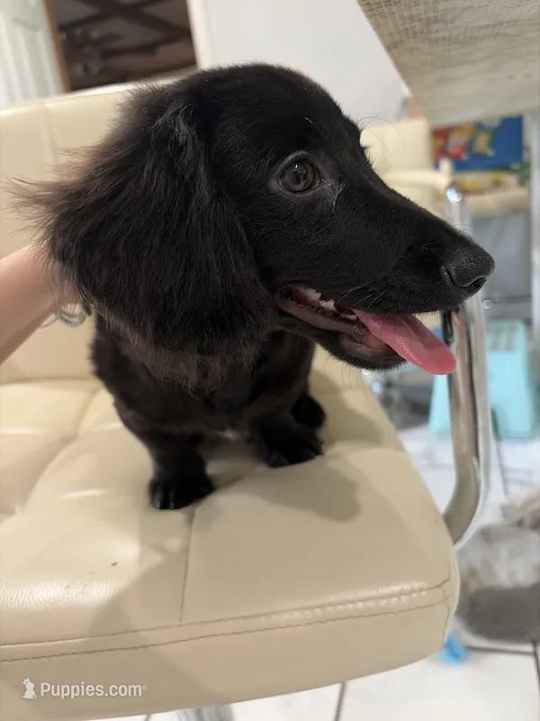 onyx – Miniature Dachshund puppy for sale in Lynn, MA