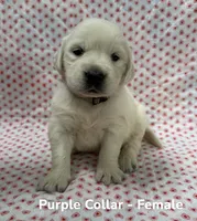 Purple Collar, a female English Cream Golden Retriever for sale in Middlesex, NC – 2 of 2
