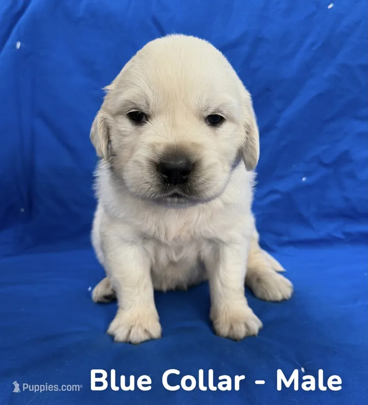 Blue Collar – English Cream Golden Retriever puppy for sale in Middlesex, NC
