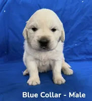 Blue Collar, a male English Cream Golden Retriever for sale in Middlesex, NC – 1 of 2