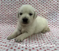Pink Collar, a female English Cream Golden Retriever for sale in Middlesex, NC – 2 of 2