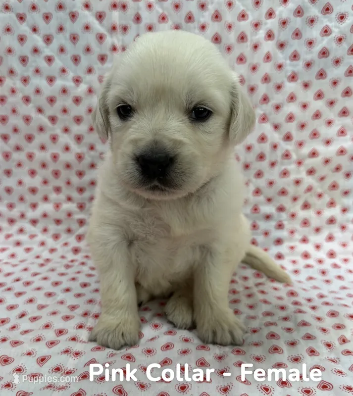 Pink Collar – English Cream Golden Retriever puppy for sale in Middlesex, NC