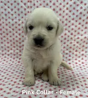 Pink Collar, a female English Cream Golden Retriever for sale in Middlesex, NC – 1 of 2