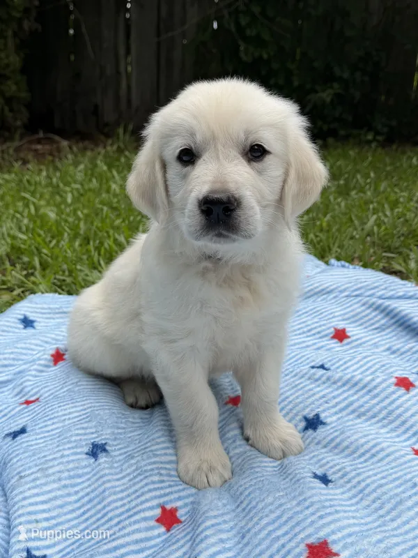 Brown Collar – English Cream Golden Retriever puppy for sale in Middlesex, NC