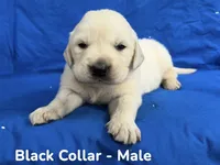 Black Collar , a male English Cream Golden Retriever for sale in Middlesex, NC – 2 of 2