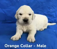 Orange Collar, a male English Cream Golden Retriever for sale in Middlesex, NC – 2 of 2