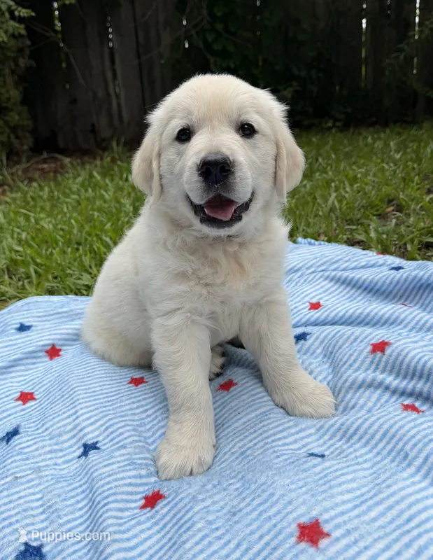Yellow Collar  – English Cream Golden Retriever puppy for sale in Middlesex, NC