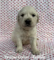 Yellow Collar , a female English Cream Golden Retriever for sale in Middlesex, NC – 2 of 2