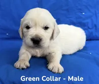 Green Collar , a male English Cream Golden Retriever for sale in Middlesex, NC – 2 of 2