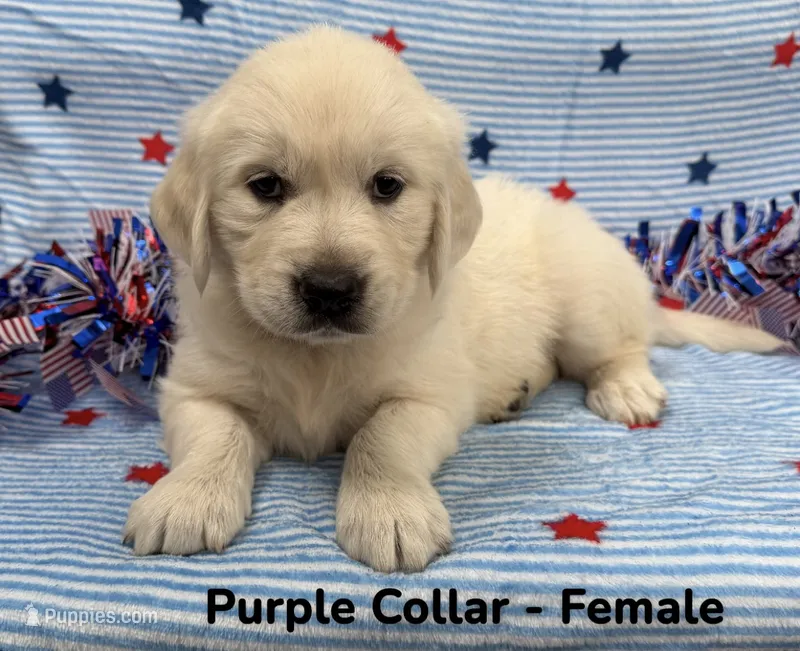 Purple Collar – English Cream Golden Retriever puppy for sale in Middlesex, NC