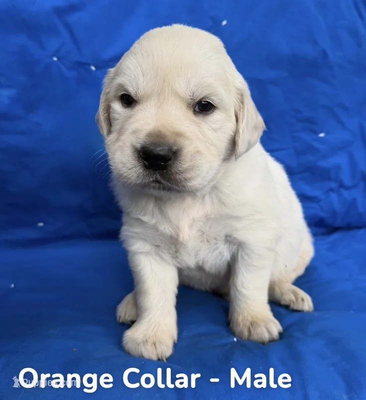 Orange Collar – English Cream Golden Retriever puppy for sale in Middlesex, NC