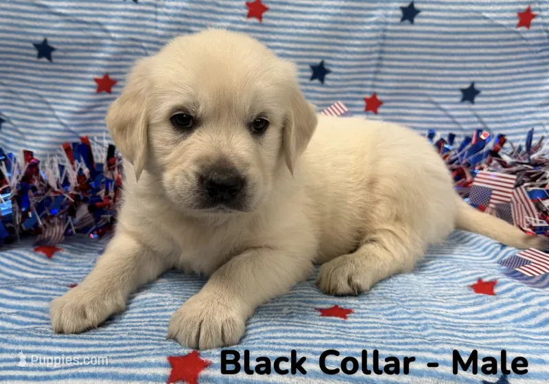 Black Collar  – English Cream Golden Retriever puppy for sale in Middlesex, NC