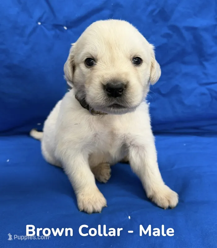 Brown Collar – English Cream Golden Retriever puppy for sale in Middlesex, NC